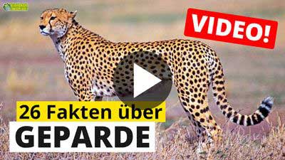 Video Gepard