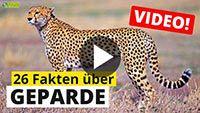 Video Gepard