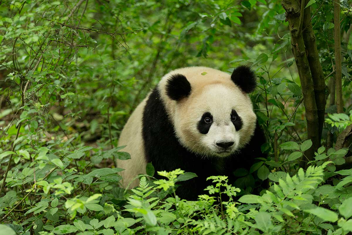 Panda