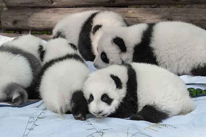 Pandababys