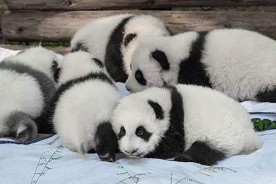 Tierjungen