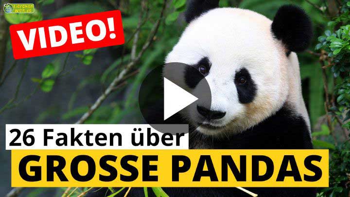 Video Großer Panda