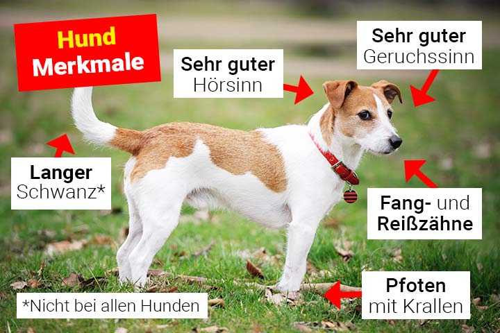 Hund Merkmale