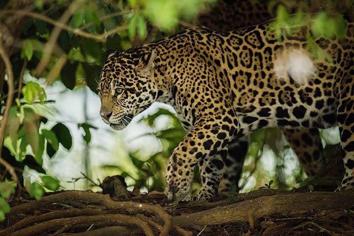 Jaguar