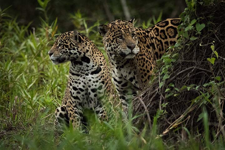 Jaguar-Familie