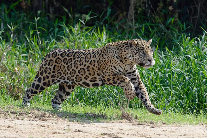 Jaguar auf der Jagd