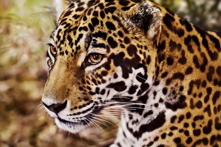 Wo Lebt Der Leopard