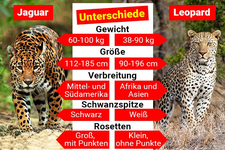 Jaguar oder Leopard – Wo ist der Unterschied?