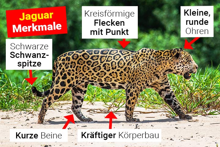 Jaguar Merkmale