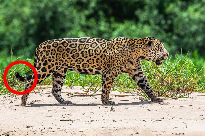 Jaguar