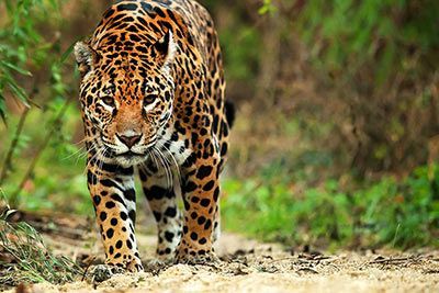 Jaguar