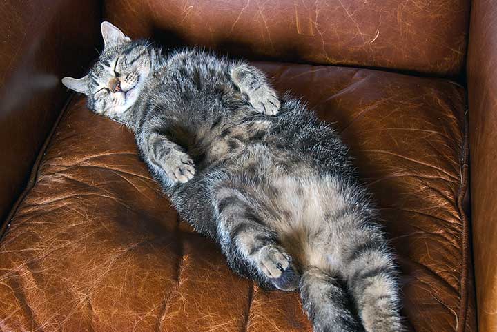 Katze liegt faul auf dem Sofa