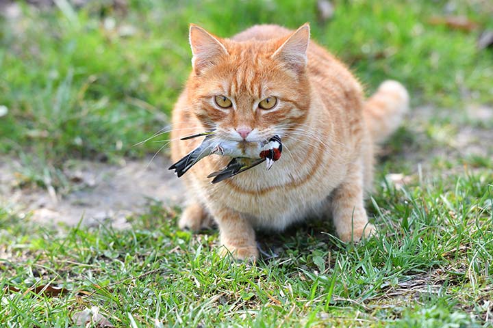 Katze mit totem Stieglitz
