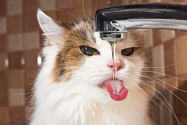 Katze trinkt am Wasserhahn