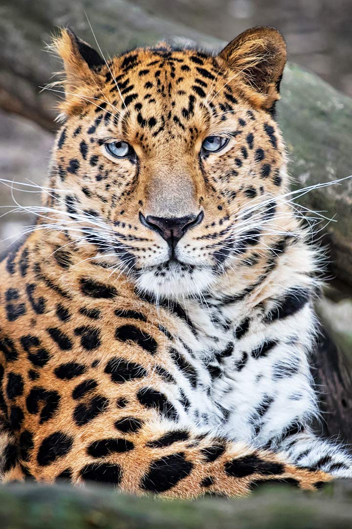 Amurleopard