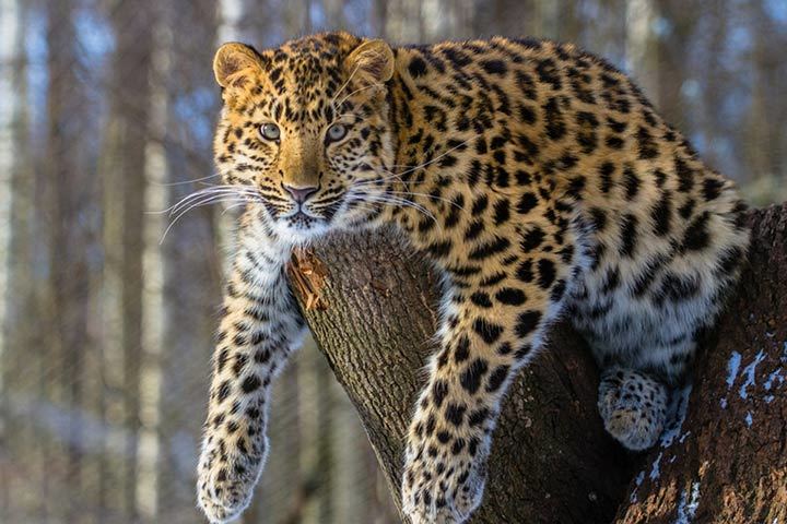 Amurleopard