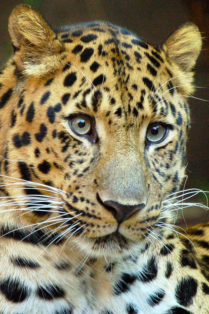 Amurleopard