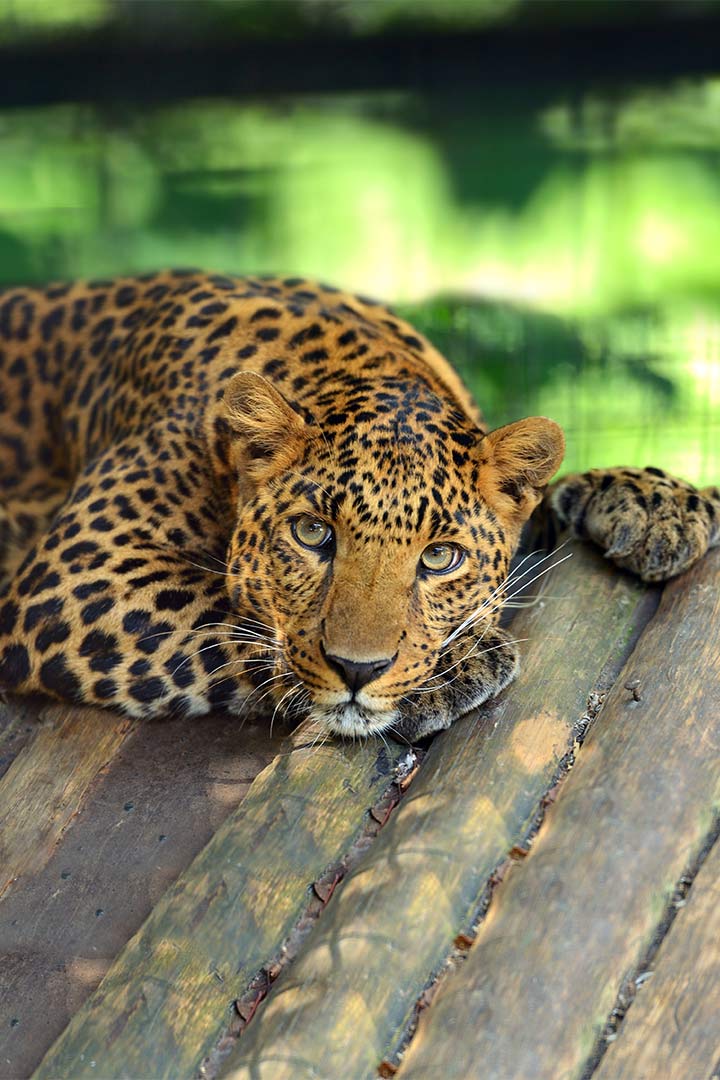 Amurleopard
