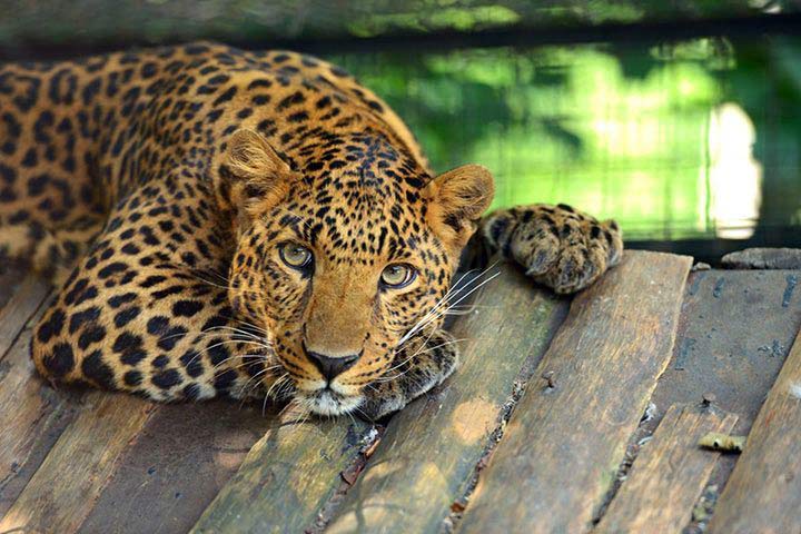 ausmalbilder leopard ausdrucken  kostenlose malvorlagen ideen
