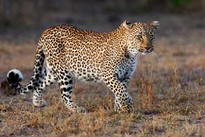 Jaguar oder Leopard?