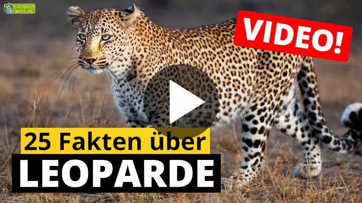 Video Leopard