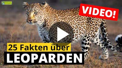 Video Leopard