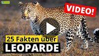 Video Leopard