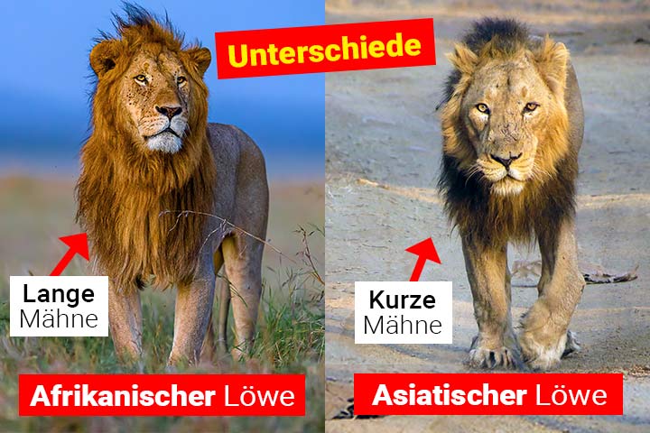 Löwe