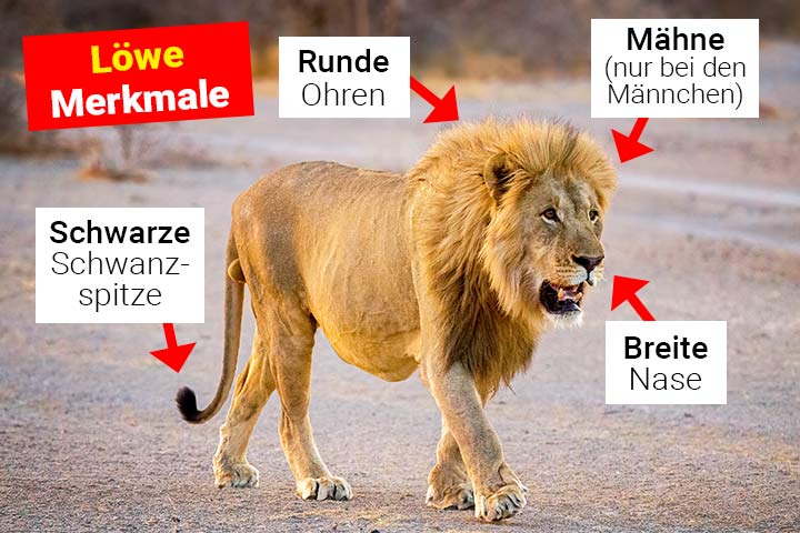 Löwe Merkmale