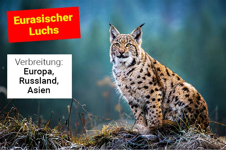 Eurasischer Luchs