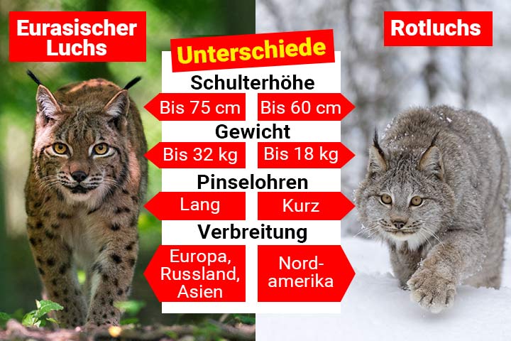 Eurasischer Luchs oder amerikanischer Rotluchs – Wo ist der Unterschied?