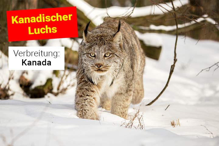 Kanadischer Luchs