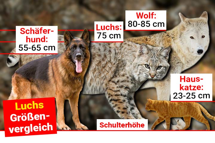 Luchs Größenvergleich