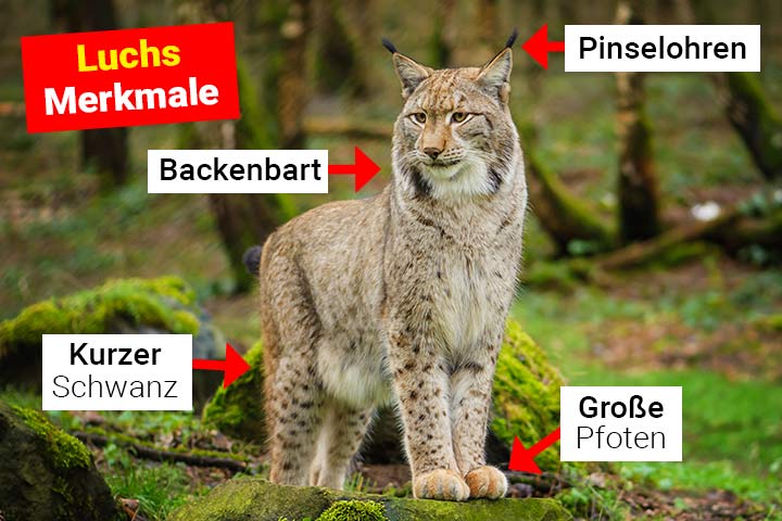Luchs Merkmale