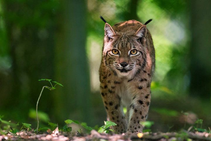 Luchs