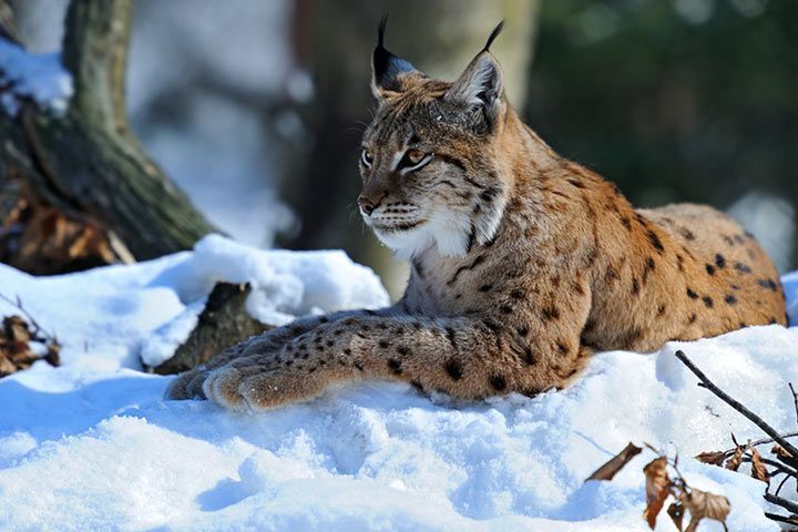 Luchs