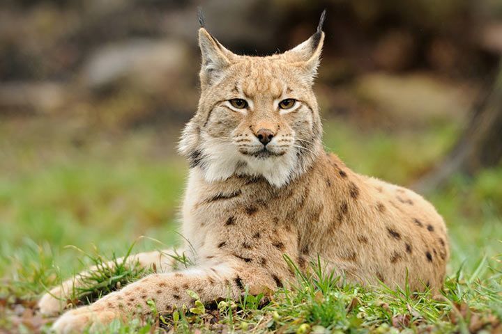 Luchs