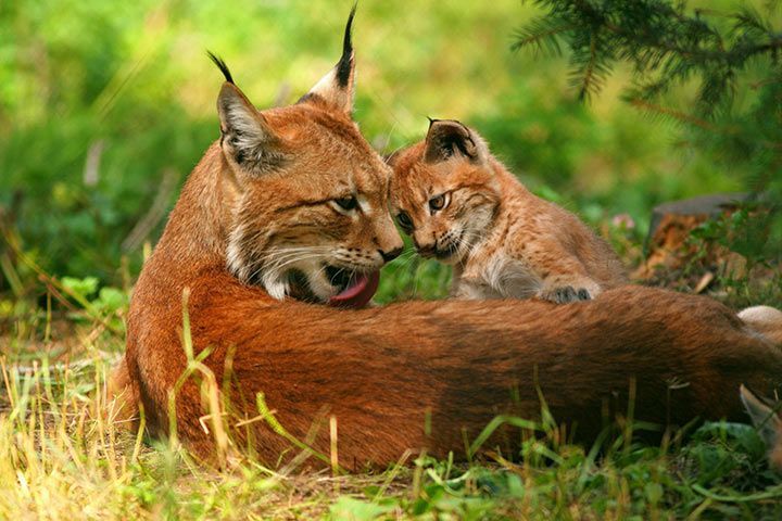 Luchs