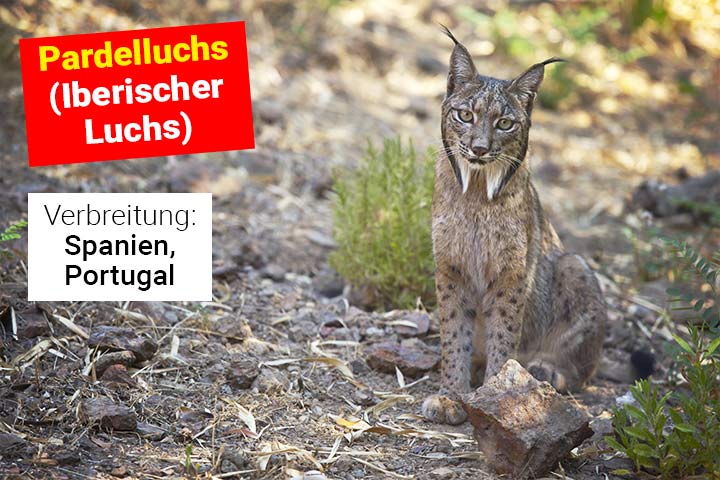 Pardelluchs (Iberischer Luchs)