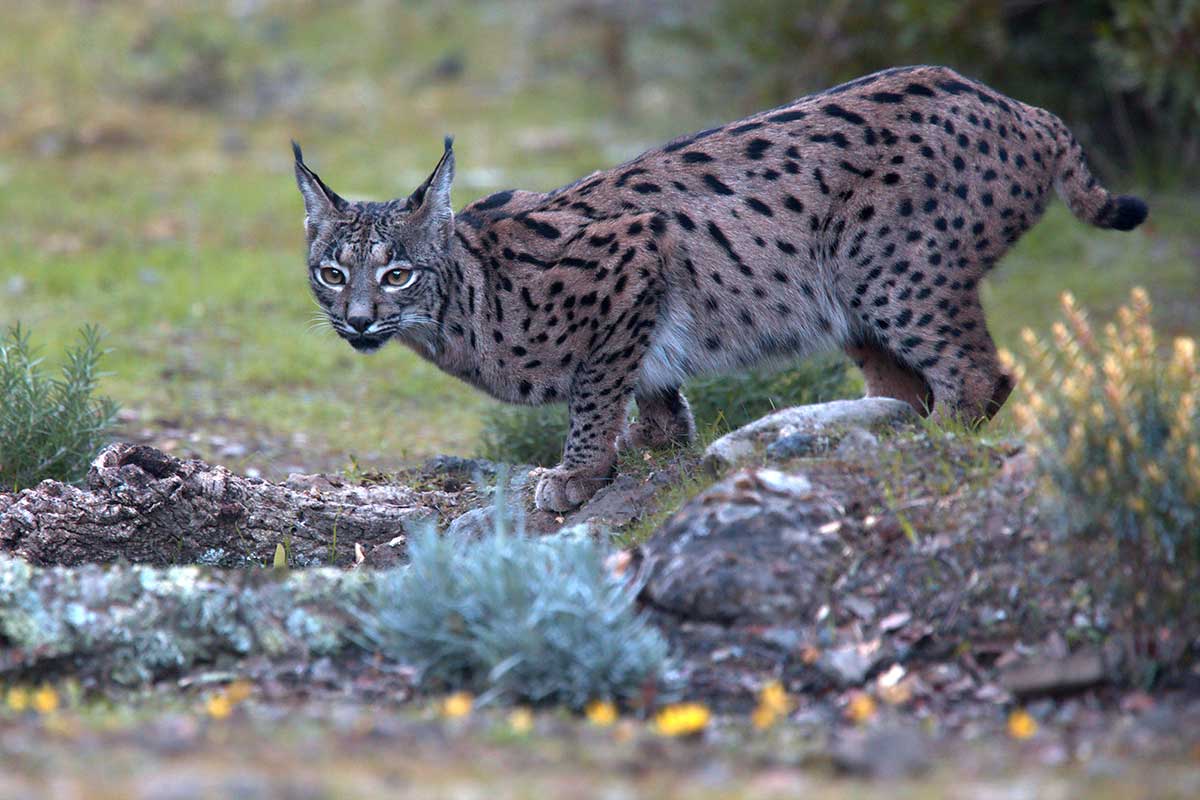 Pardelluchs