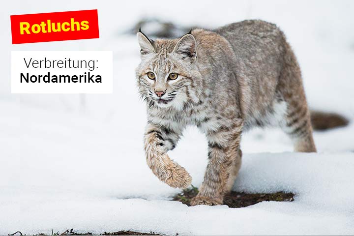 Rotluchs