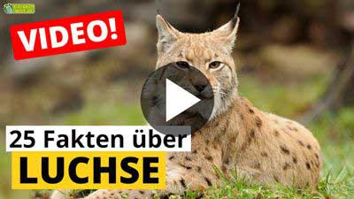 Video Luchs