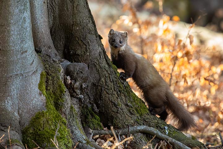 Baummarder