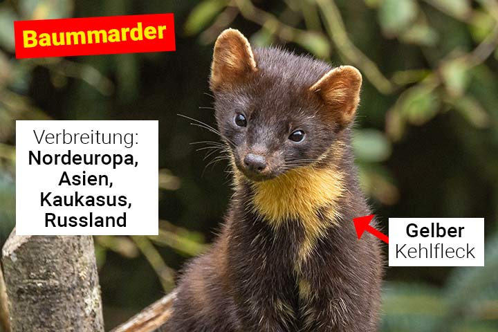 Baummarder