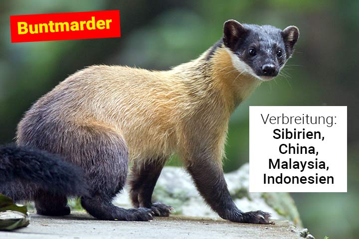 Buntmarder