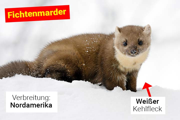 Fichtenmarder