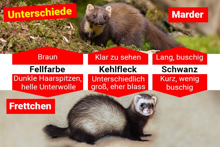 Marder oder Frettchen – Wo ist der Unterschied?