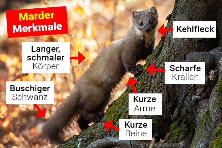 Marder Merkmale