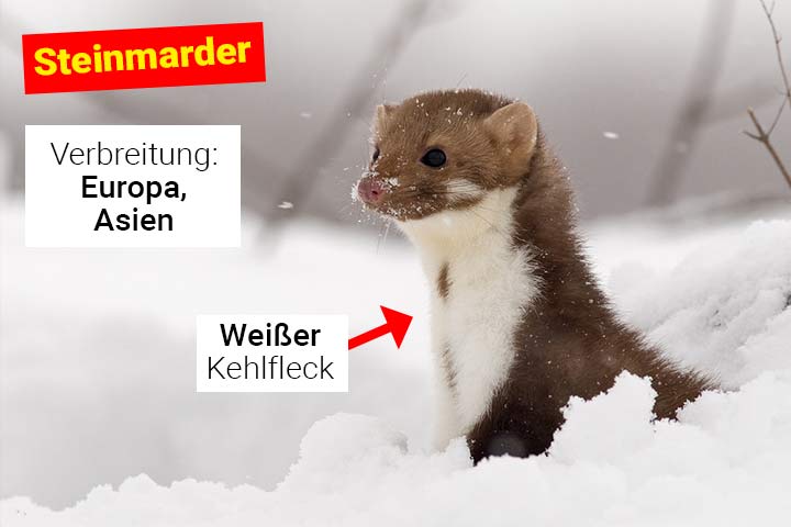 Steinmarder