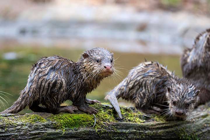 Baby-Fischotter